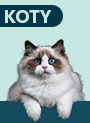 KOTY